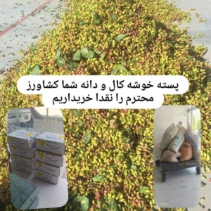 محصول نمونه 5